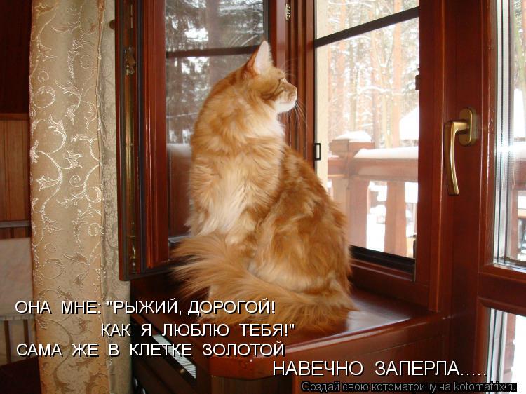 ОНА МНЕ: "РЫЖИЙ, ДОРОГОЙ! КАК Я ЛЮБЛЮ ТЕБЯ!" САМА ЖЕ В КЛЕТКЕ ЗОЛОТОЙ НАВЕЧНО ЗАПЕРЛА........ Котоматрица: ОНА МНЕ: "РЫЖИЙ, ДОРОГОЙ! КАК Я ЛЮБЛЮ ТЕБЯ!" САМА ЖЕ В КЛЕТКЕ ЗОЛОТОЙ НАВЕЧНО ЗАПЕРЛА.....