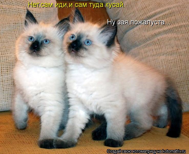 Ну зая,пожалуста... Нет,сам иди,и сам туда кусай.... Котоматрица: Ну зая,пожалуста... Нет,сам иди,и сам туда кусай.