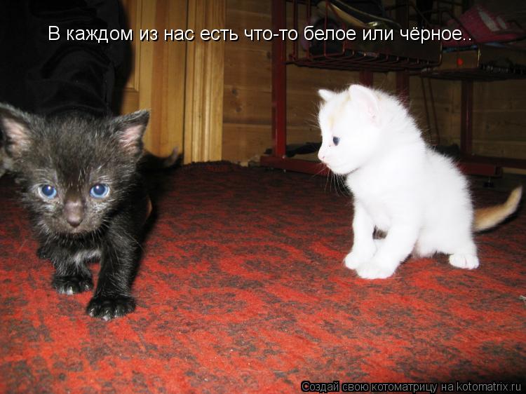 В каждом из нас есть что-то белое или чёрное..... Котоматрица: В каждом из нас есть что-то белое или чёрное..