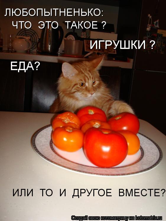 ЛЮБОПЫТНЕНЬКО: ЧТО ЭТО ТАКОЕ ? ЕДА? ИГРУШКИ ? ИЛИ ТО И ДРУГОЕ ВМЕСТЕ?... Котоматрица: ЛЮБОПЫТНЕНЬКО: ЧТО ЭТО ТАКОЕ ? ЕДА? ИГРУШКИ ? ИЛИ ТО И ДРУГОЕ ВМЕСТЕ?