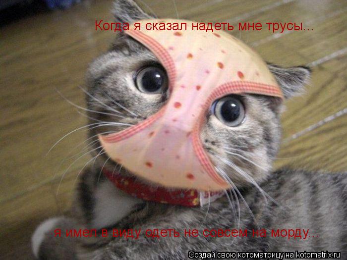 Когда я сказал надеть мне трусы... я имел в виду одеть не совсем на морду...... Котоматрица: Когда я сказал надеть мне трусы... я имел в виду одеть не совсем на морду...