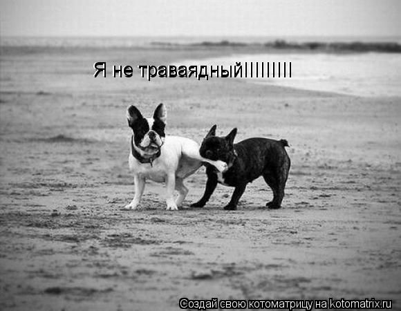Я не траваядный!!!!!!!!! Я не траваядный!!!!!!!!!... Котоматрица: Я не траваядный!!!!!!!!! Я не траваядный!!!!!!!!!