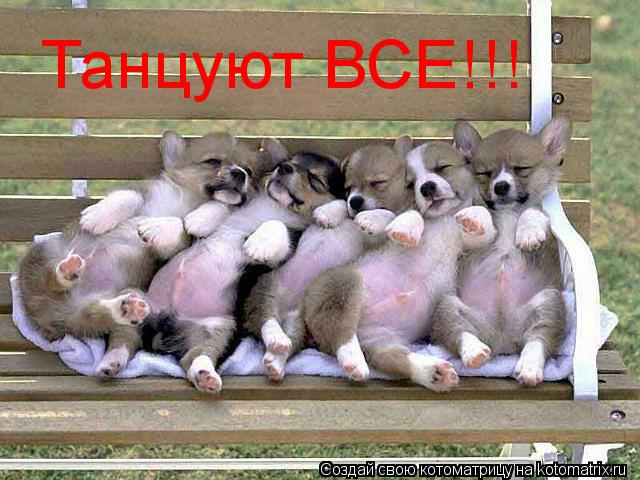 Танцуют ВСЕ!!!... Котоматрица: Танцуют ВСЕ!!!