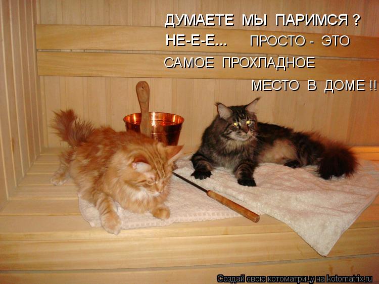ДУМАЕТЕ МЫ ПАРИМСЯ ? НЕ-Е-Е... ПРОСТО - ЭТО САМОЕ ПРОХЛАДНОЕ МЕСТО В ДОМЕ !!... Котоматрица: ДУМАЕТЕ МЫ ПАРИМСЯ ? НЕ-Е-Е... ПРОСТО - ЭТО САМОЕ ПРОХЛАДНОЕ МЕСТО В ДОМЕ !!