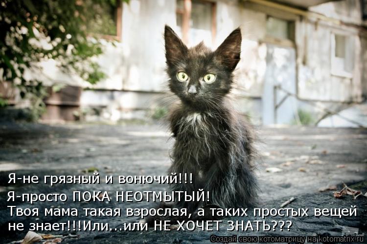 Котоматрица: Я-не грязный и вонючий!!! Я-просто ПОКА НЕОТМЫТЫЙ! Твоя мама такая взрослая, а таких простых вещей не знает!!!Или...или НЕ ХОЧЕТ ЗНАТЬ???