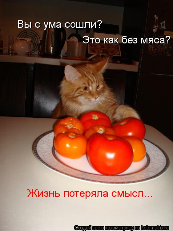 Вы с ума сошли? Это как без мяса? Вы с ума сошли? Это как без мяса? Жизнь потеряла смысл...... Котоматрица: Вы с ума сошли? Это как без мяса? Вы с ума сошли? Это как без мяса? Жизнь потеряла смысл...