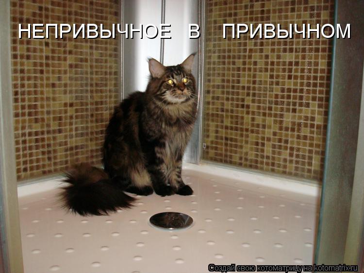 Котоматрица: НЕПРИВЫЧНОЕ   В    ПРИВЫЧНОМ