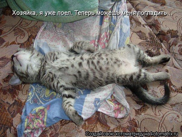 Котоматрица: Хозяйка, я уже поел. Теперь можешь меня погладить...
