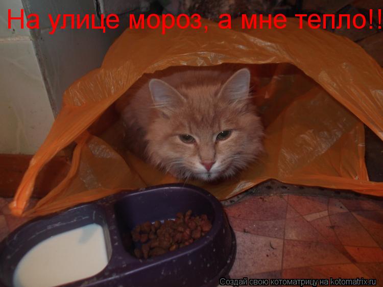 На улице мороз, а мне тепло!!... Котоматрица: На улице мороз, а мне тепло!!