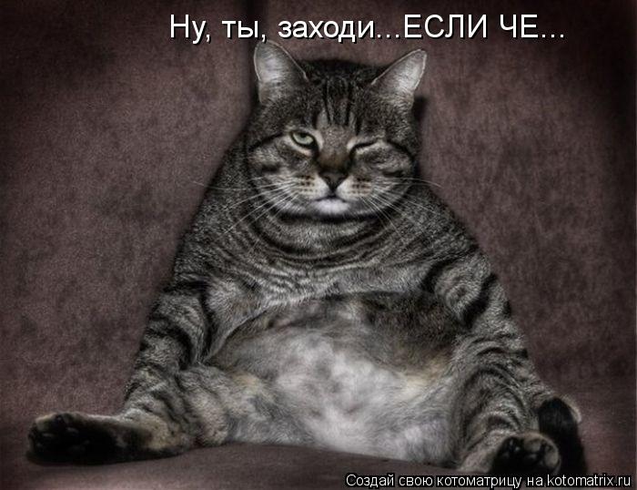 Ну, ты, заходи...ЕСЛИ ЧЕ...... Котоматрица: Ну, ты, заходи...ЕСЛИ ЧЕ...