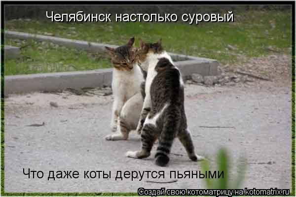Челябинск настолько суровый Что даже коты дерутся пьяными... Котоматрица: Челябинск настолько суровый Что даже коты дерутся пьяными