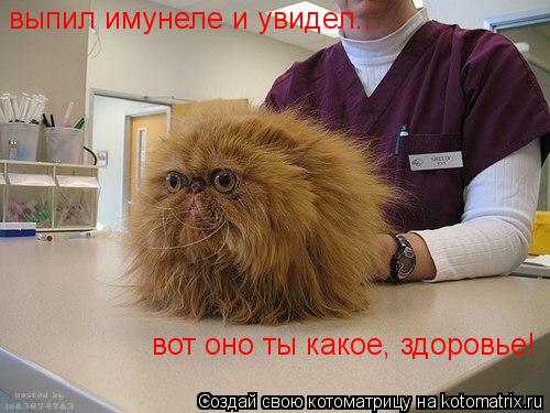 выпил имунеле и увидел... вот оно ты какое, здоровье!... Котоматрица: выпил имунеле и увидел... вот оно ты какое, здоровье!
