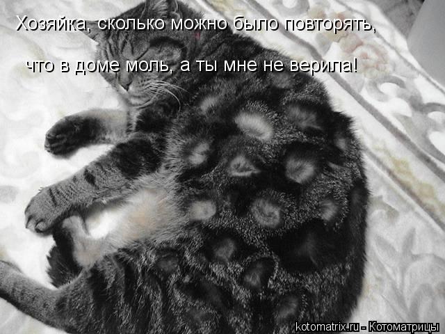 Хозяйка, сколько можно было повторять, что в доме моль, а ты мне не верила!... Котоматрица: Хозяйка, сколько можно было повторять, что в доме моль, а ты мне не верила!