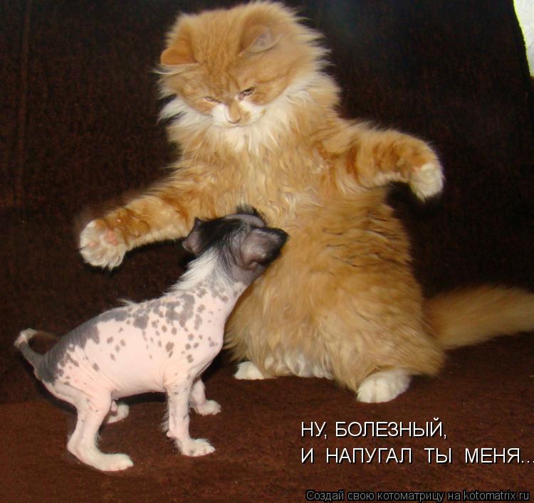 И НАПУГАЛ ТЫ МЕНЯ... НУ, БОЛЕЗНЫЙ,... Котоматрица: И НАПУГАЛ ТЫ МЕНЯ... НУ, БОЛЕЗНЫЙ,
