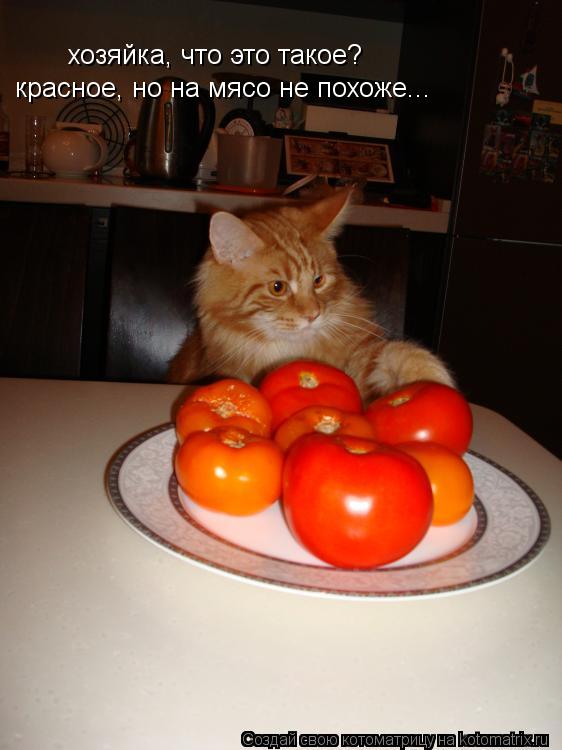 Котоматрица: хозяйка, что это такое? красное, но на мясо не похоже...