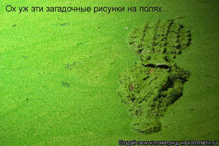 Котоматрица: Ох уж эти загадочные рисунки на полях...