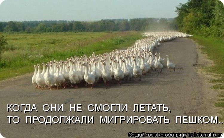 Котоматрица: ТО  ПРОДОЛЖАЛИ  МИГРИРОВАТЬ  ПЕШКОМ... КОГДА  ОНИ  НЕ  СМОГЛИ  ЛЕТАТЬ,