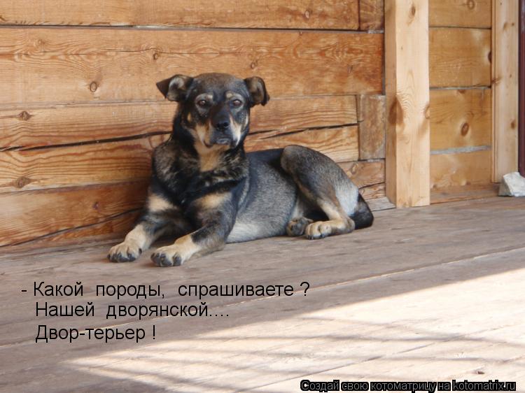 Котоматрица: - Какой  породы,  спрашиваете ?  Нашей  дворянской....  Двор-терьер !