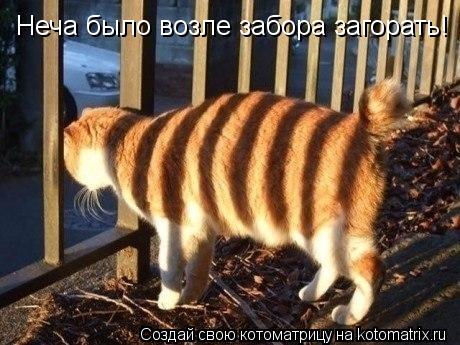 Котоматрица: Неча было возле забора загорать!
