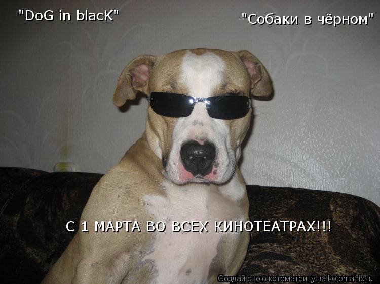 Котоматрица: С 1 МАРТА ВО ВСЕХ КИНОТЕАТРАХ!!! "DoG in blacK" "Собаки в чёрном"