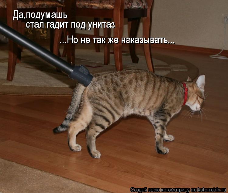 Котоматрица: Да,подумашь стал гадит под унитаз ...Но не так же наказывать... ...Но не так же наказывать...