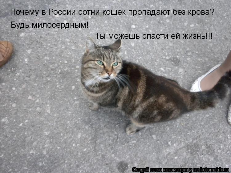 Котоматрица: Почему в России сотни кошек пропадают без крова? Будь милосердным!  Ты можешь спасти ей жизнь!!!