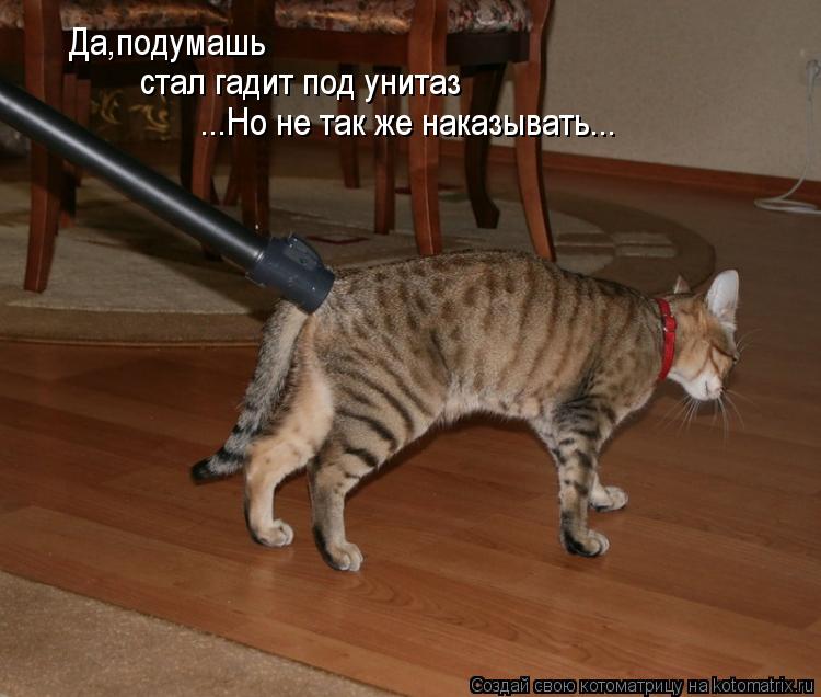 Котоматрица: Да,подумашь стал гадит под унитаз ...Но не так же наказывать...