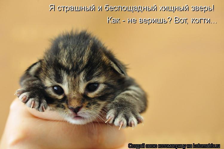 Котоматрица: Я страшный и беспощадный хищный зверь! Как - не веришь? Вот, когти...