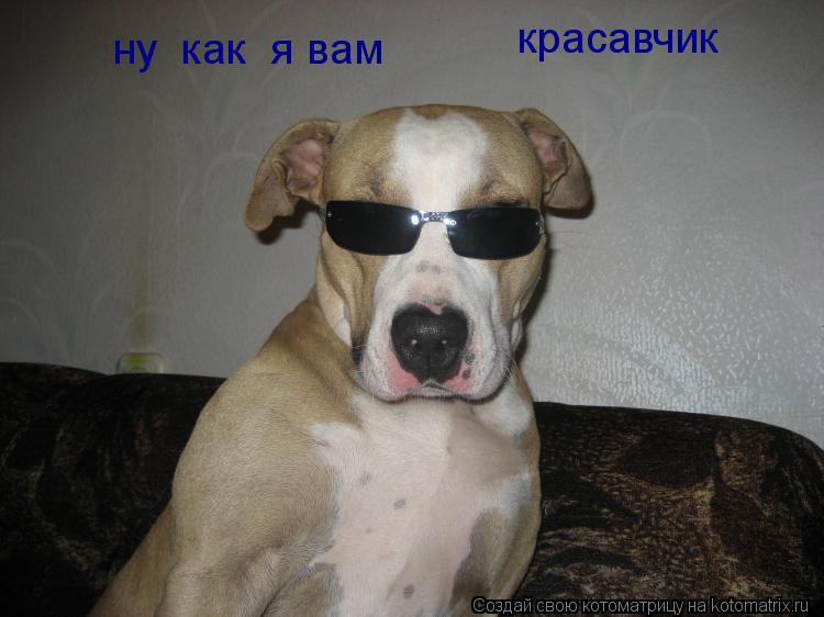ну как я вам красавчик... Котоматрица: ну как я вам красавчик