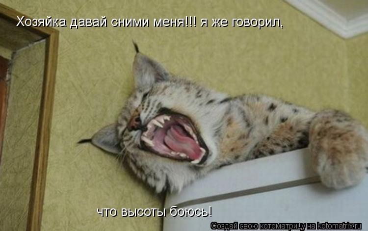 Хозяйка давай сними меня!!! я же говорил, что высоты боюсь! Хозяйка давай сними меня!!! я же говорил... Котоматрица: Хозяйка давай сними меня!!! я же говорил, что высоты боюсь! Хозяйка давай сними меня!!! я же говорил, что высоты боюсь!