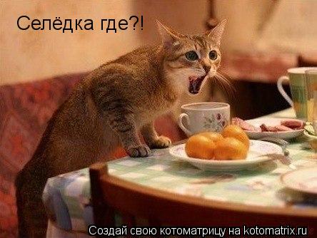 Селёдка где?!... Котоматрица: Селёдка где?!