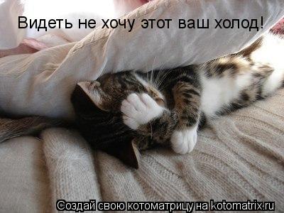 Видеть не хочу этот ваш холод!... Котоматрица: Видеть не хочу этот ваш холод!