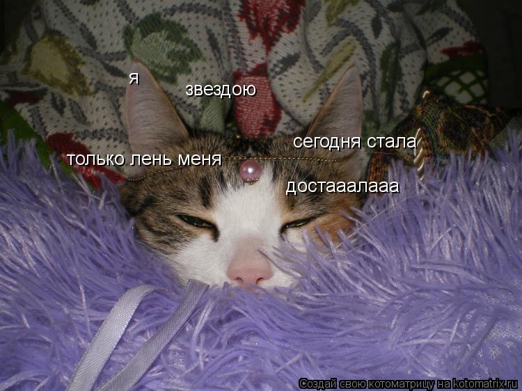 я звездою только лень меня достааалааа сегодня стала... Котоматрица: я звездою только лень меня достааалааа сегодня стала