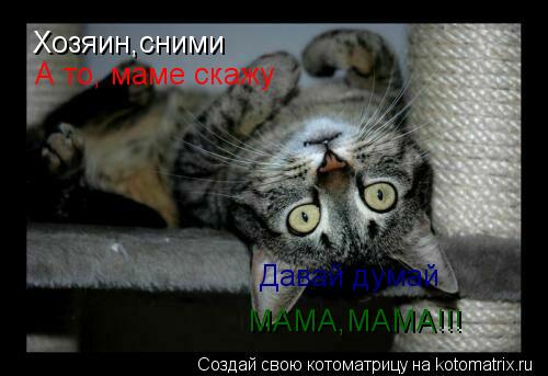 Хозяин,сними А то, маме скажу Давай думай МАМА,МАМА!!!... Котоматрица: Хозяин,сними А то, маме скажу Давай думай МАМА,МАМА!!!