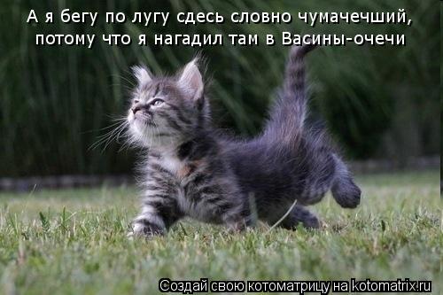 А я бегу по лугу сдесь словно чумачечший, потому что я нагадил там в Васины-очечи... Котоматрица: А я бегу по лугу сдесь словно чумачечший, потому что я нагадил там в Васины-очечи