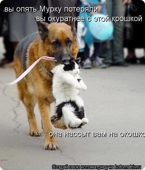 вы опять Мурку потеряли вы окуратнее с этой крошкой она нассыт вам на окошко... Котоматрица: вы опять Мурку потеряли вы окуратнее с этой крошкой она нассыт вам на окошко