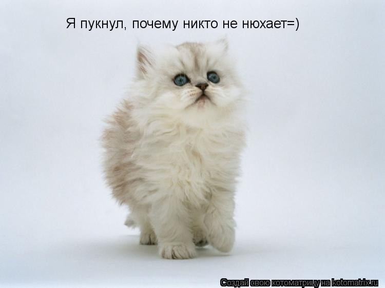 Я пукнул, почему никто не нюхает=)... Котоматрица: Я пукнул, почему никто не нюхает=)