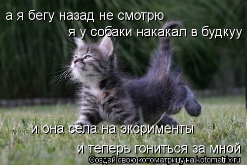 а я бегу назад не смотрю я у собаки накакал в будкуу и она села на эксрименты и теперь гониться за мн... Котоматрица: а я бегу назад не смотрю я у собаки накакал в будкуу и она села на эксрименты и теперь гониться за мной