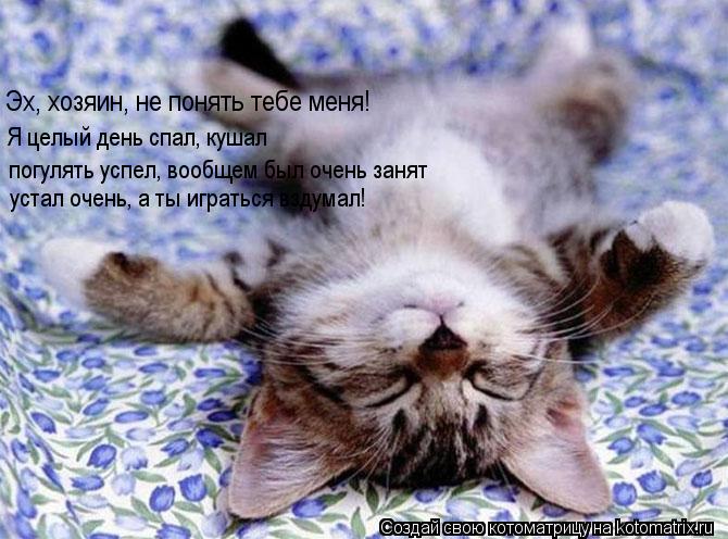 Эх, хозяин, не понять тебе меня! Я целый день спал, кушал погулять успел, вообщем был очень занят ус... Котоматрица: Эх, хозяин, не понять тебе меня! Я целый день спал, кушал погулять успел, вообщем был очень занят устал очень , а ты играться вздумал!