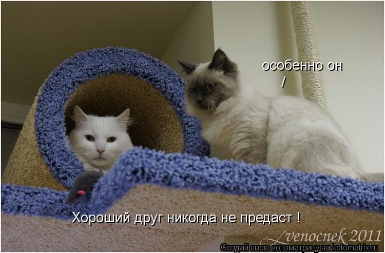 Хороший друг никогда не предаст ! особенно он /... Котоматрица: Хороший друг никогда не предаст ! особенно он /