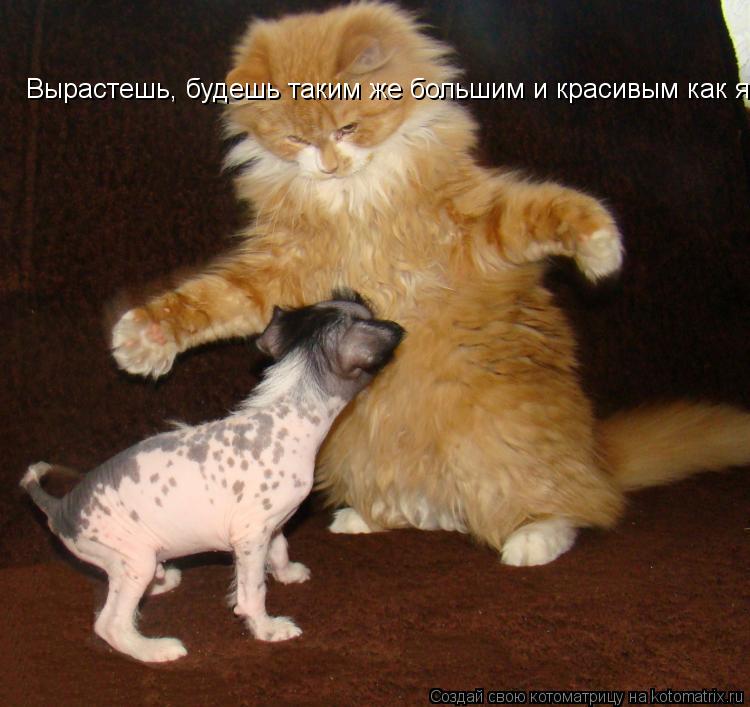 Вырастешь, будешь таким же большим и красивым как я! Вырастешь, будешь таким же большим и красивым ка... Котоматрица: Вырастешь, будешь таким же большим и красивым как я! Вырастешь, будешь таким же большим и красивым как я!