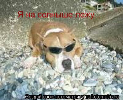 Я на солныше лежу...... Котоматрица: Я на солныше лежу...