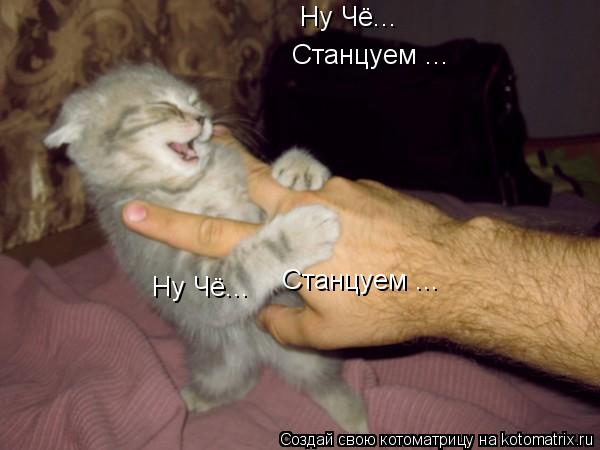 Ну Чё... Ну Чё... Станцуем ... Станцуем ...... Котоматрица: Ну Чё... Ну Чё... Станцуем ... Станцуем ...