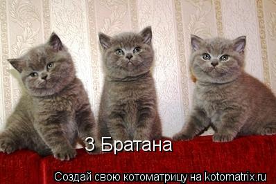 3 Братана... Котоматрица: 3 Братана