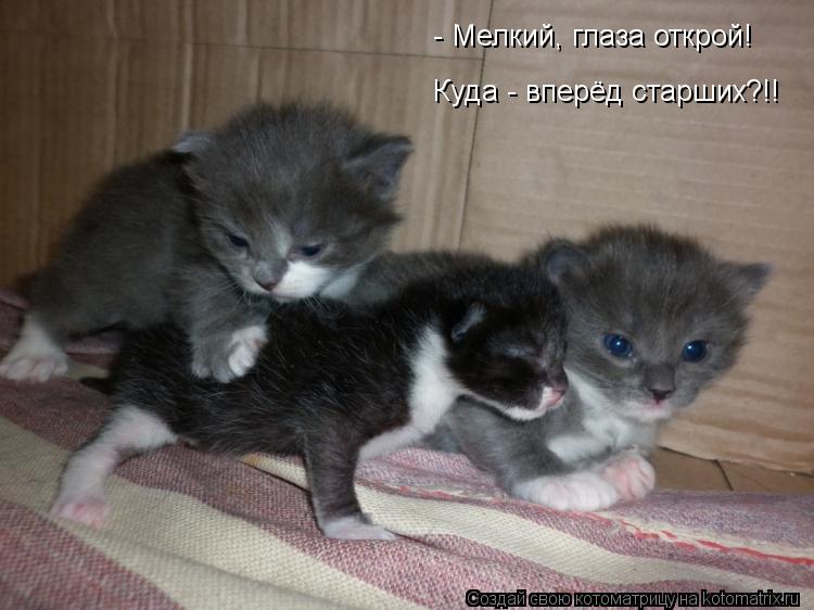 - Мелкий, глаза открой! Куда - вперёд старших?!!... Котоматрица: - Мелкий, глаза открой! Куда - вперёд старших?!!