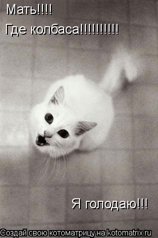 Мать!!!! Где колбаса!!!!!!!!!! Я голодаю!!!... Котоматрица: Мать!!!! Где колбаса!!!!!!!!!! Я голодаю!!!