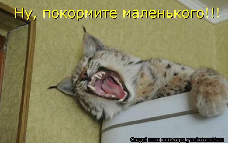 Ну, покормите маленького!!!... Котоматрица: Ну, покормите маленького!!!