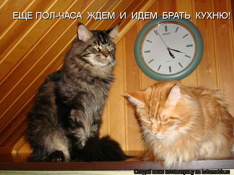 ЕЩЕ ПОЛ-ЧАСА ЖДЕМ И ИДЕМ БРАТЬ КУХНЮ!... Котоматрица: ЕЩЕ ПОЛ-ЧАСА ЖДЕМ И ИДЕМ БРАТЬ КУХНЮ!