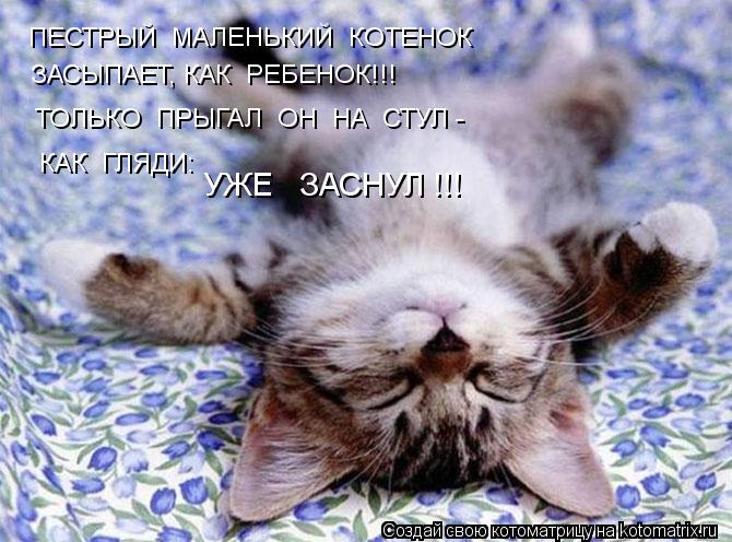 ПЕСТРЫЙ МАЛЕНЬКИЙ КОТЕНОК ЗАСЫПАЕТ, КАК РЕБЕНОК!!! ТОЛЬКО ПРЫГАЛ ОН НА СТУЛ - КАК ГЛЯДИ: УЖЕ ... Котоматрица: ПЕСТРЫЙ МАЛЕНЬКИЙ КОТЕНОК ЗАСЫПАЕТ, КАК РЕБЕНОК!!! ТОЛЬКО ПРЫГАЛ ОН НА СТУЛ - КАК ГЛЯДИ: УЖЕ ЗАСНУЛ !!!