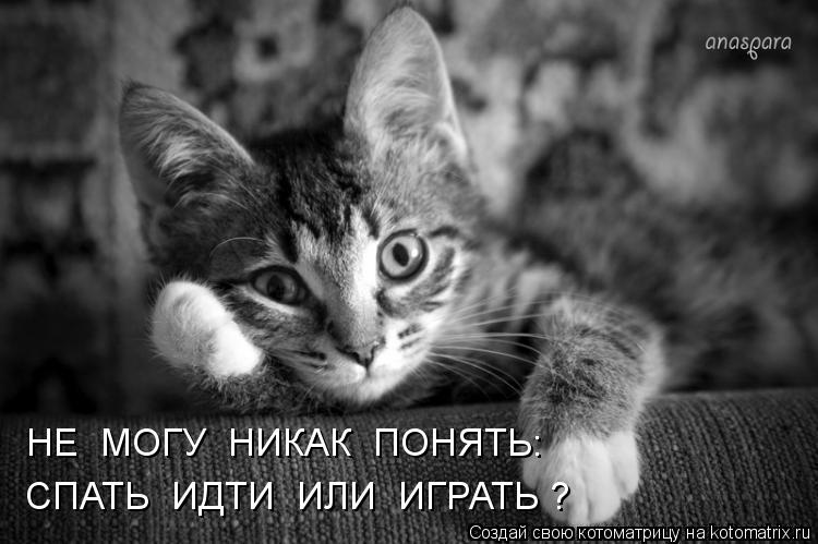 НЕ МОГУ НИКАК ПОНЯТЬ: СПАТЬ ИДТИ ИЛИ ИГРАТЬ ?... Котоматрица: НЕ МОГУ НИКАК ПОНЯТЬ: СПАТЬ ИДТИ ИЛИ ИГРАТЬ ?